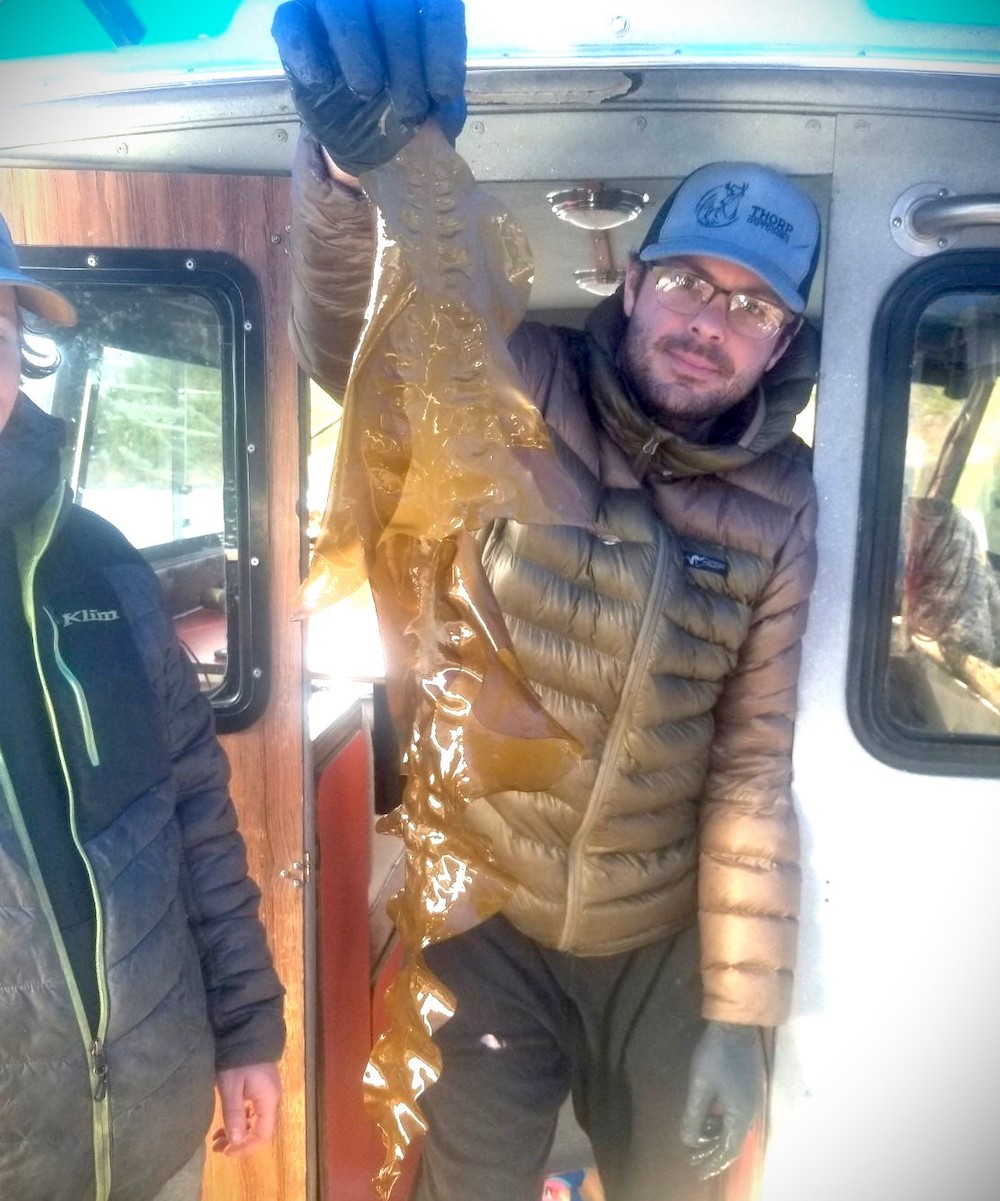 A man in a gold puffy jacket, blue baseball cap and glasses holds up a string of brown kelp in his blue-gloved hand.