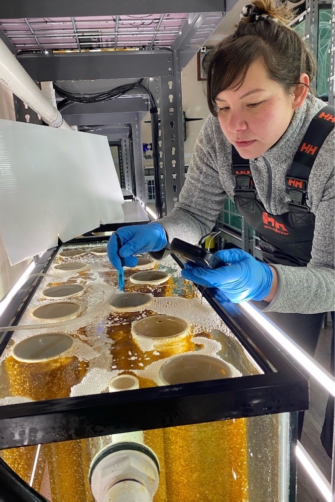 A woman with light skin and brown hair bends over a tank full of kelp seed spools immersed in water. She is wearing blue latex gloves and holding a black instrument in one hand.