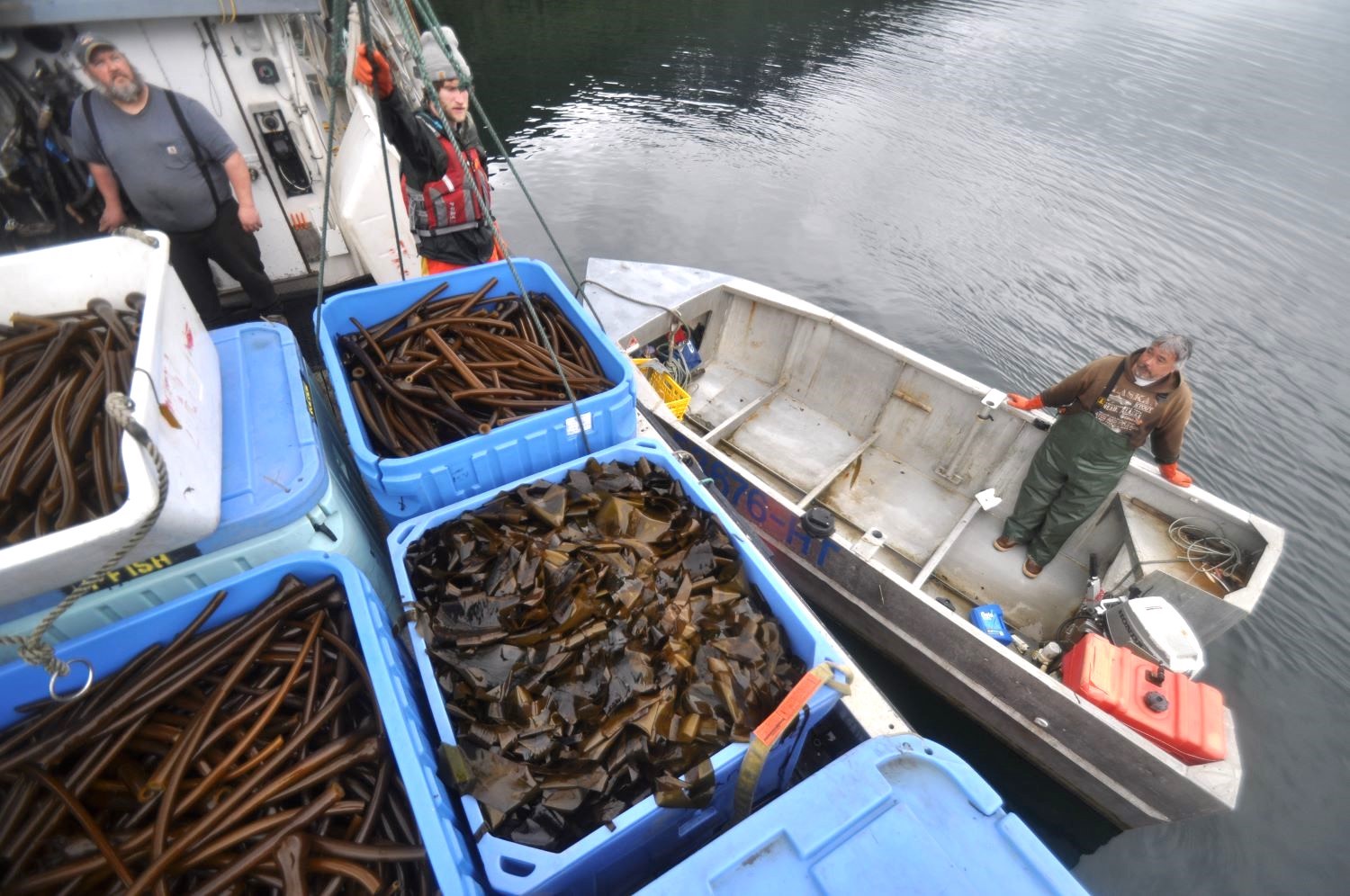 Blue plastic boxes full of brown kelp on a boat.