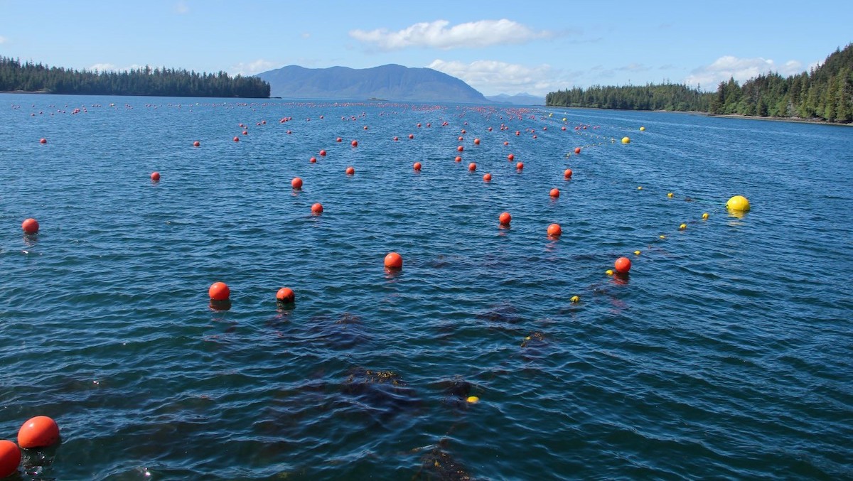 Red buoys dot an expanse of water. Brown kelp can be seen just beneath the surface in the foreground.