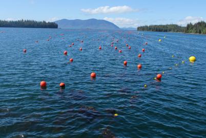 Seaweed Farming is Growing in BC. Mind the Risks