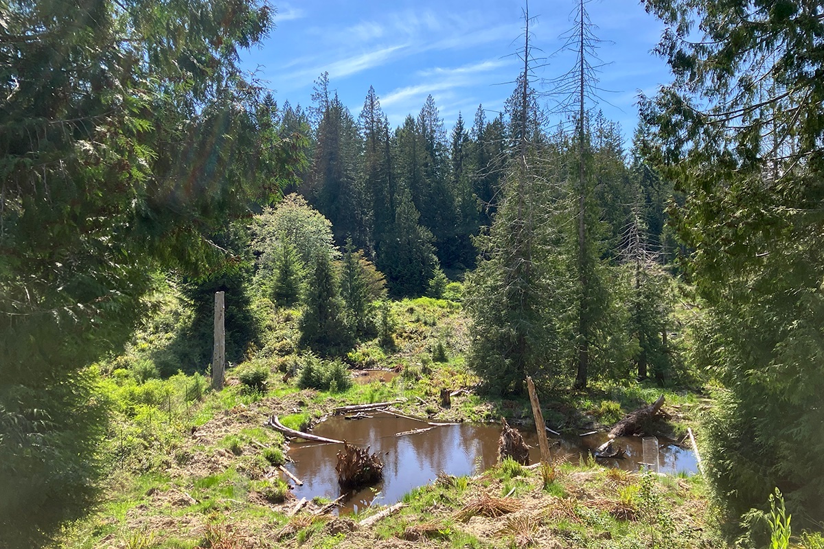 A pond surrounded by marshy terrain and trees gleams in the sunlight.