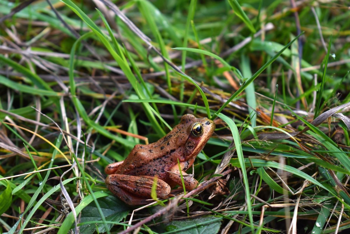 A tiny frog with iridescent skin.