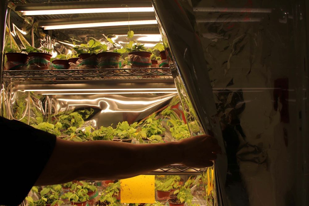 Ji Yang’s arm moves to the right to pull back the curtain on a shelf of potted feral hop plants in various stages of growth.