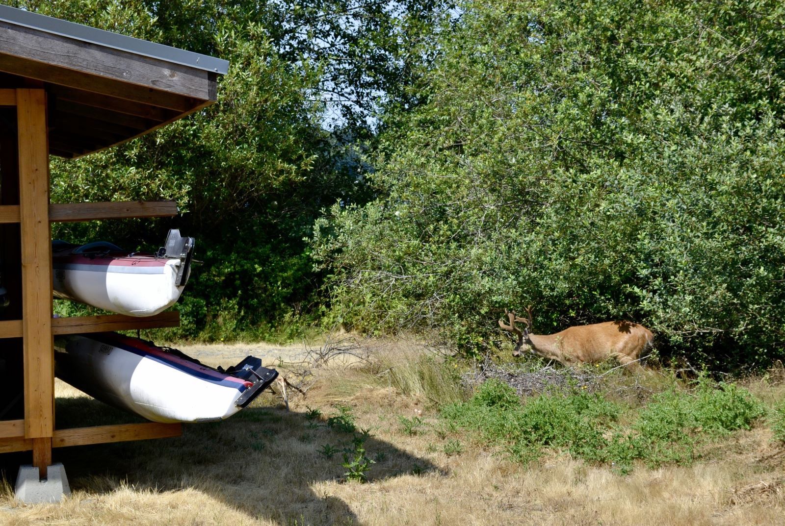 A tawny deer with antlers grazes on a bush near a rack holding two white canoes.