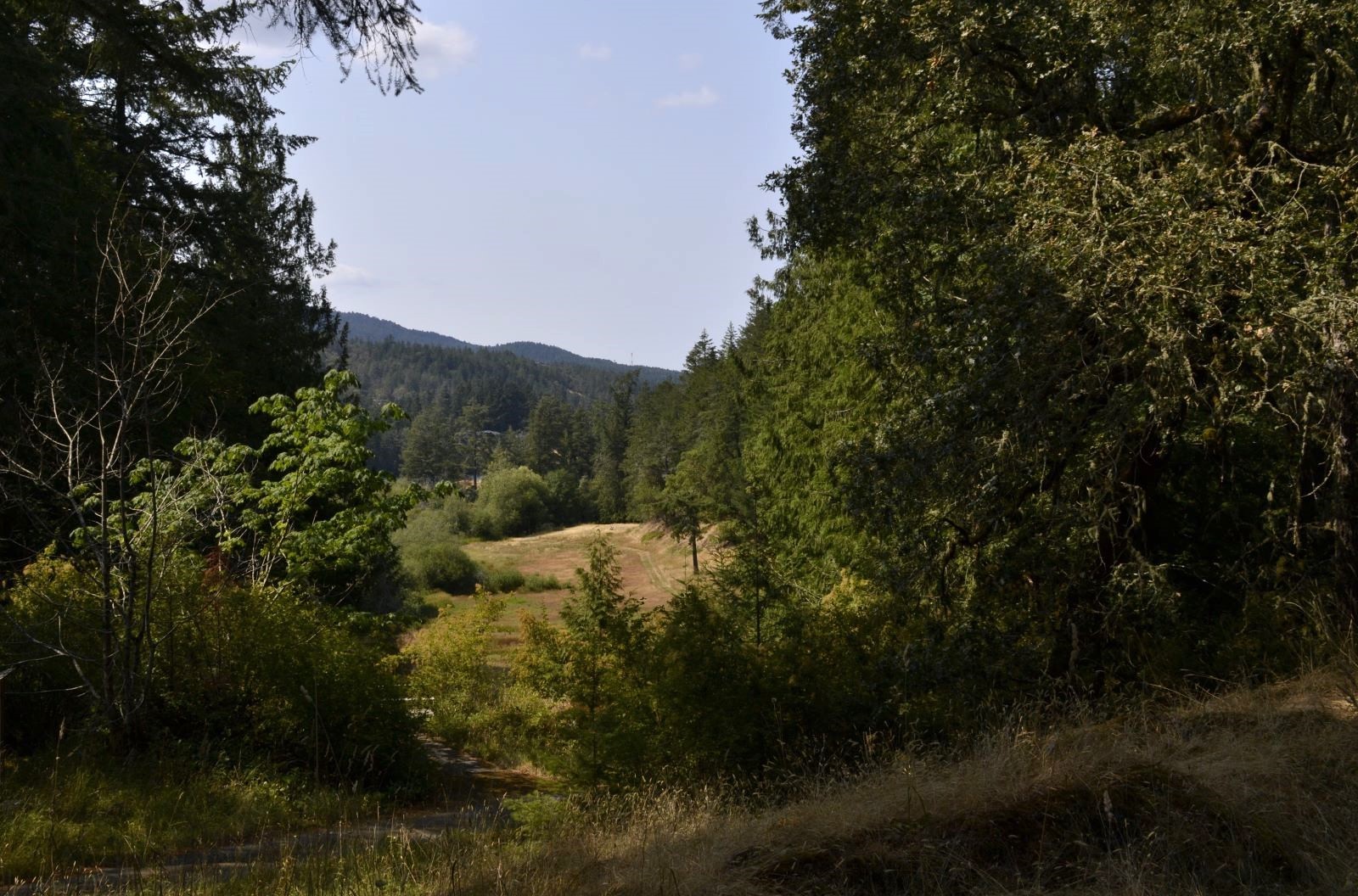 A pastoral setting with large trees framing a grassy meadow under a bright blue sky.