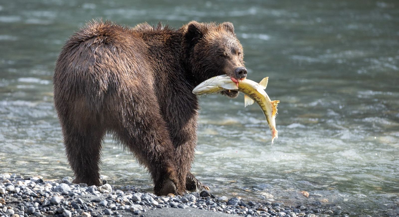 A grizzly bear stands at the edge of the water with a fish in its mouth.