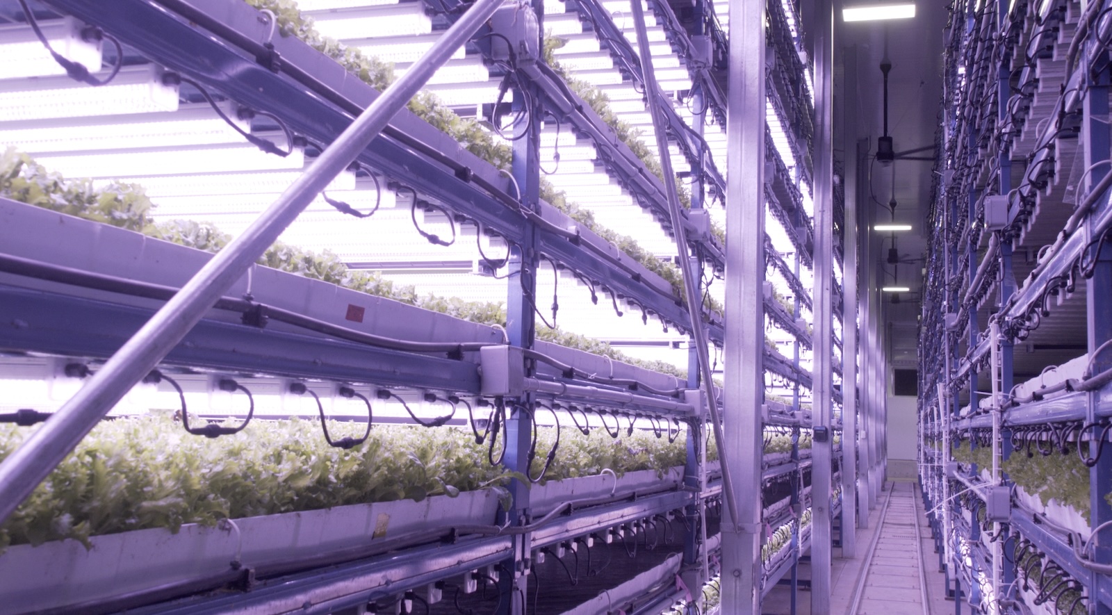 A vertical farm grows greens under LED lighting in a large purple frame of multiple levels.