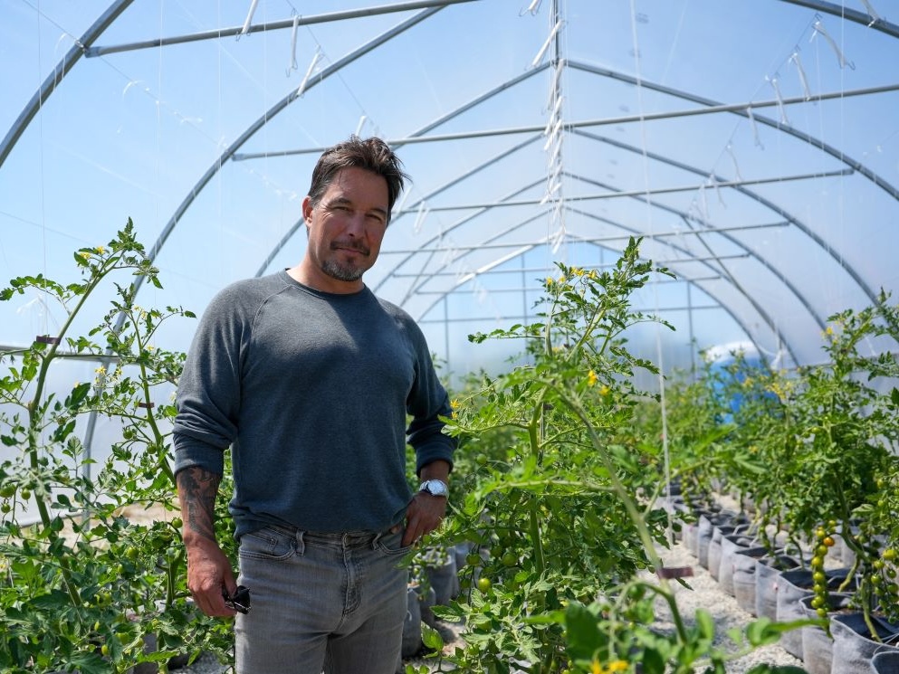 A man with medium-light skin tone and short dark hair stands in a bright greenhouse surrounded by tomato plants.