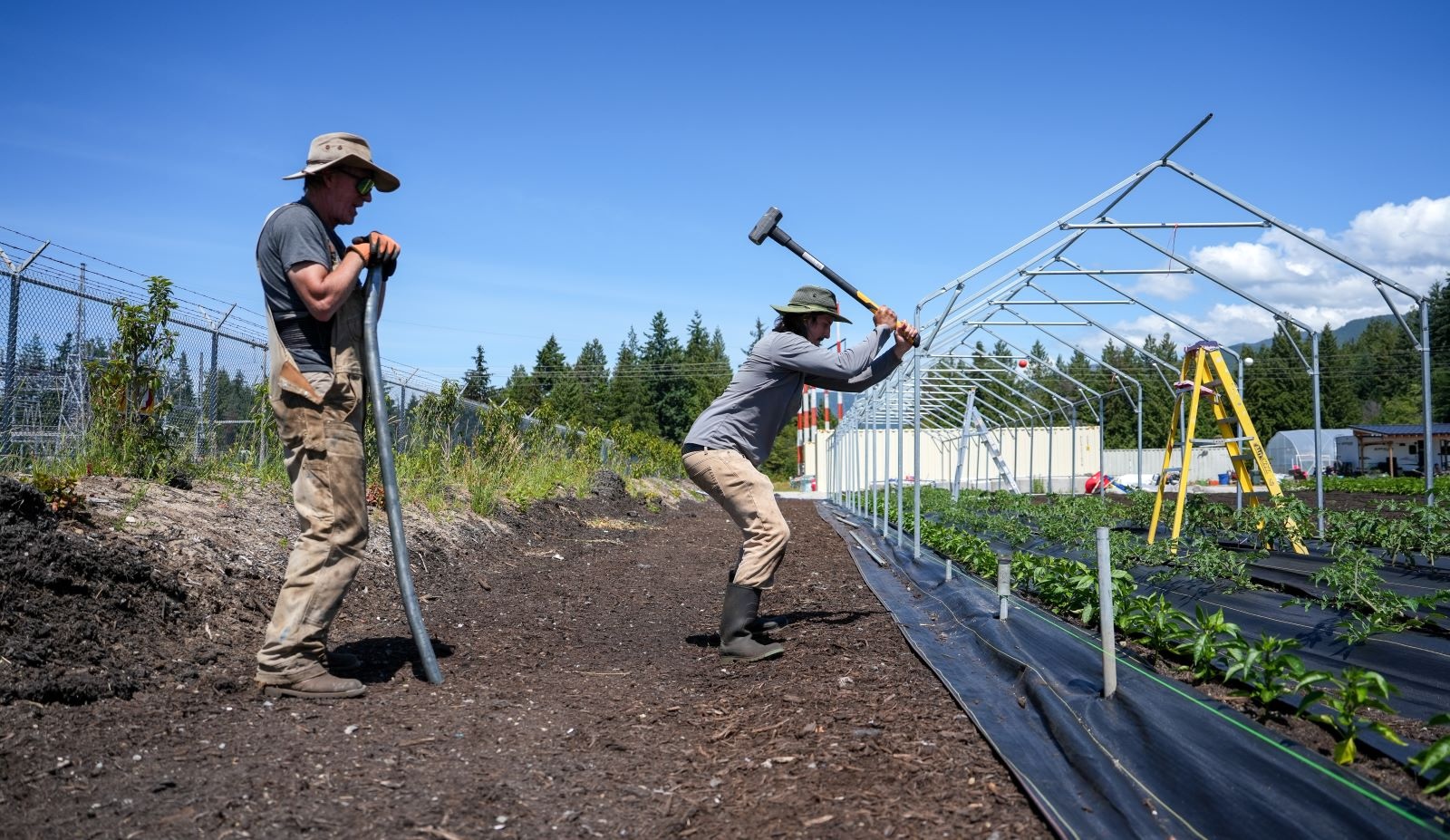 Two people in work clothes and sun hats work in a field of crops. One wields a sledgehammer, hammering posts for a frame taking shape over the crops, while the other looks on.