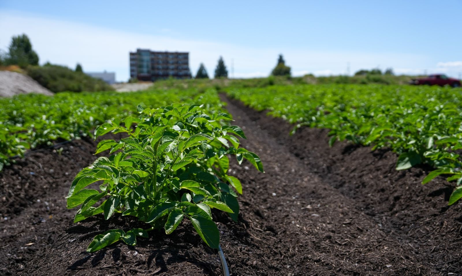 Rows of low green crops grow in rich-looking dark soil.