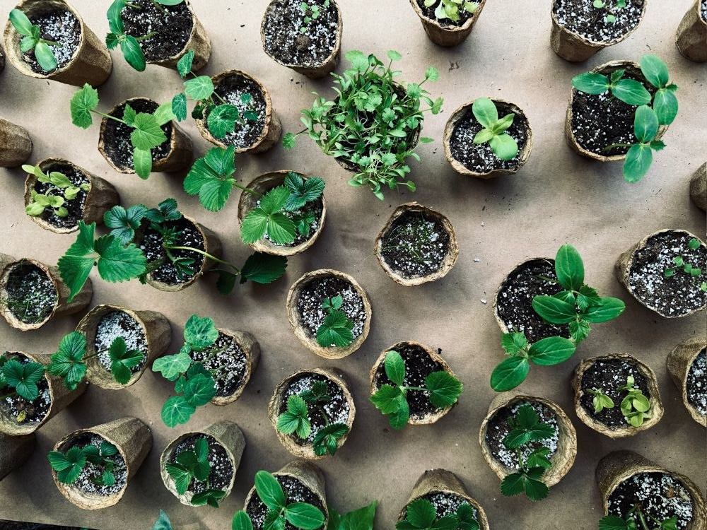 A look down at about two dozen small kelp pots with young green seedlings.
