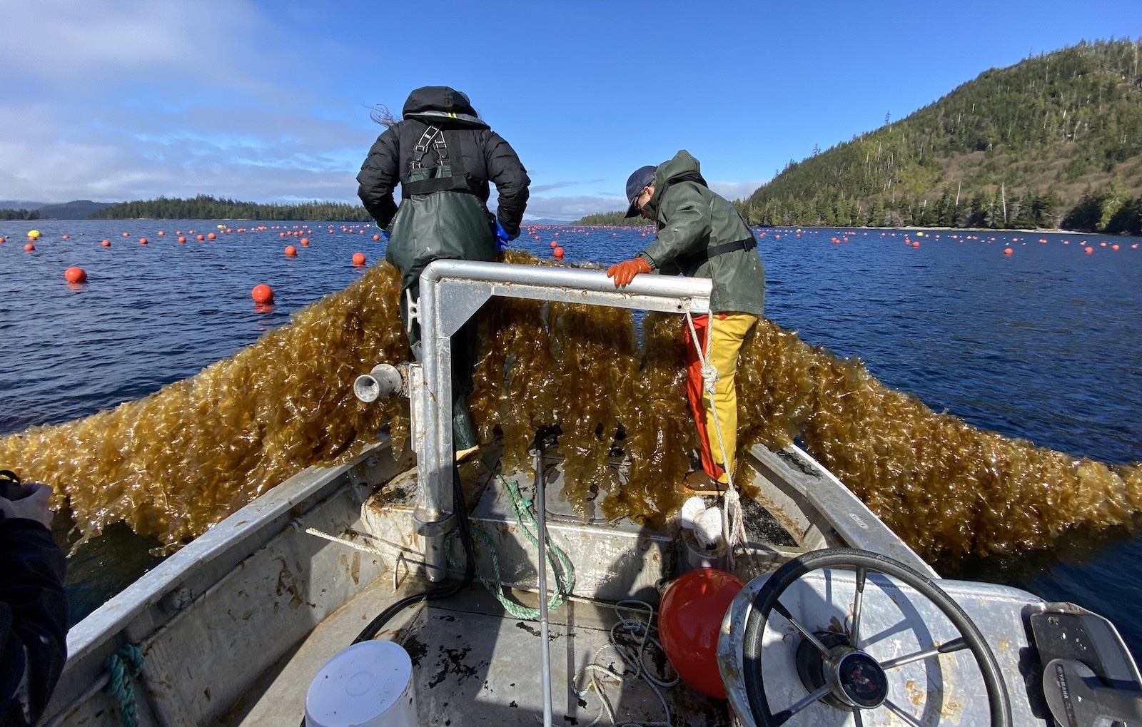 Two seaweed harvesters stand in a boat, pulling lines of kelp out of a regenerative farm in Alaska&rsquo;s Doyle Bay. There are orange buoys in the water and a mountain in the background. 