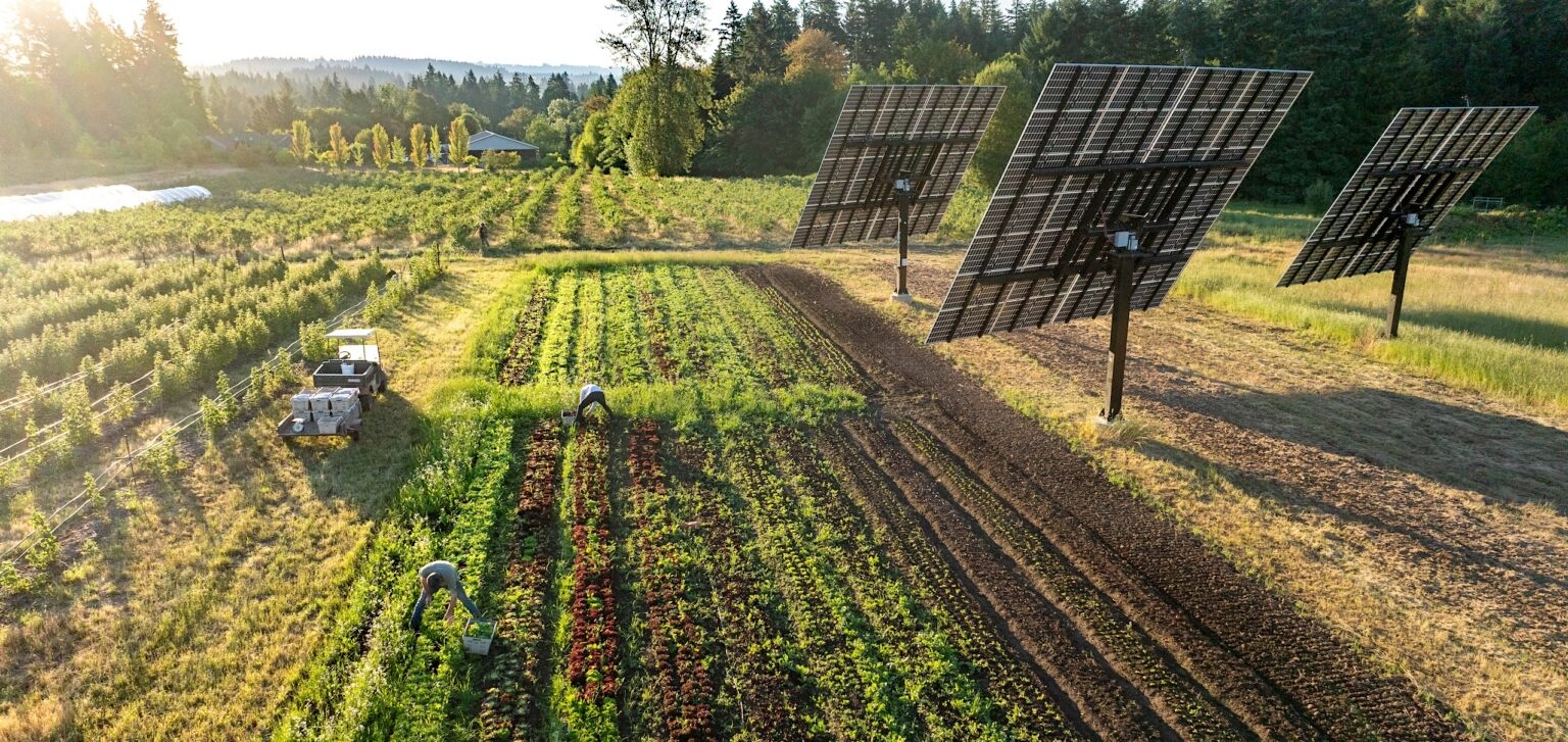 Two people work in rows of vegetables with large solar panels beside them. The sun is casting a golden glow over rows of vegetables and shrubs.