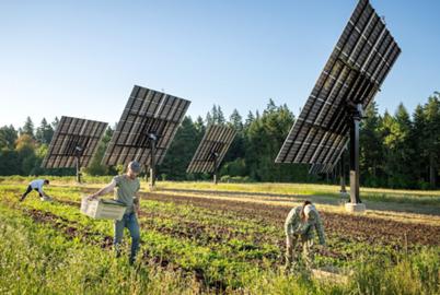 How Farmers Are Making the Most of Harvesting the Sun