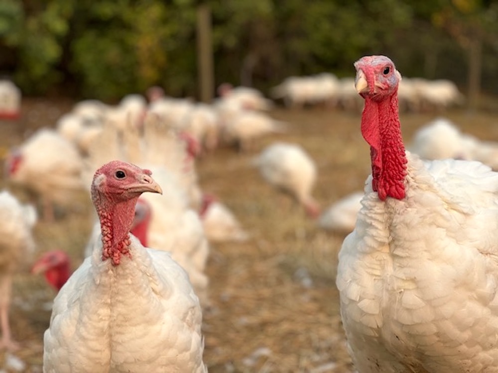 A pair of turkeys roam freely on a field at Rosebank Farms in Armstrong, B.C. 