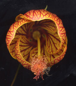 Abutilonstriatum255