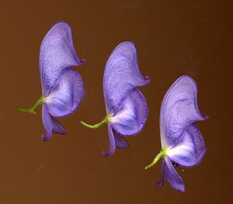 Aconitumnapellus