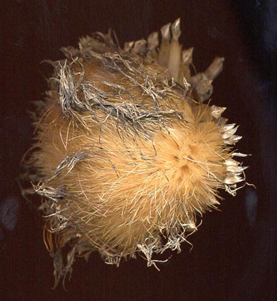 Cynaracardunculus