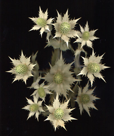 EryngiumgigantttsGhost