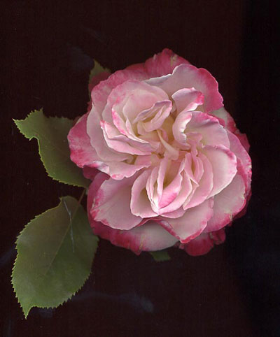 RosaDoubleDelight
