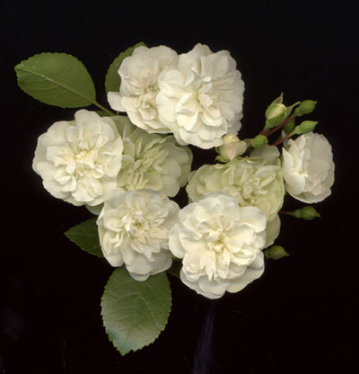 RosaGreenIce