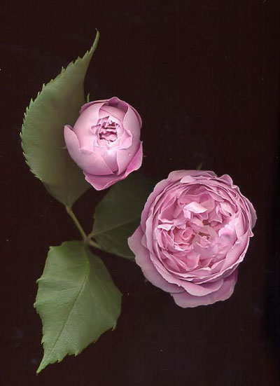 RosaLaReineVictoria