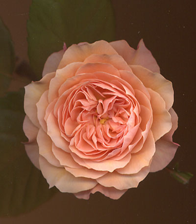 RosaLeander