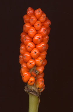 Resource7