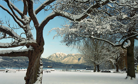 pondtwistytree22a72dpi