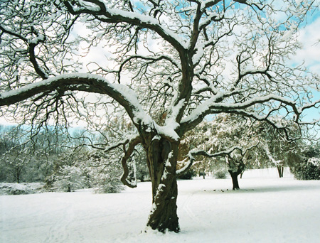 treegull1572dpi