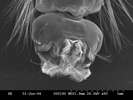 mosquito1