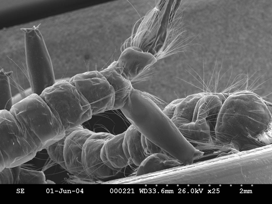 mosquito2