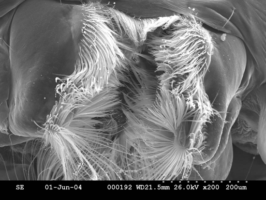 mosquito5