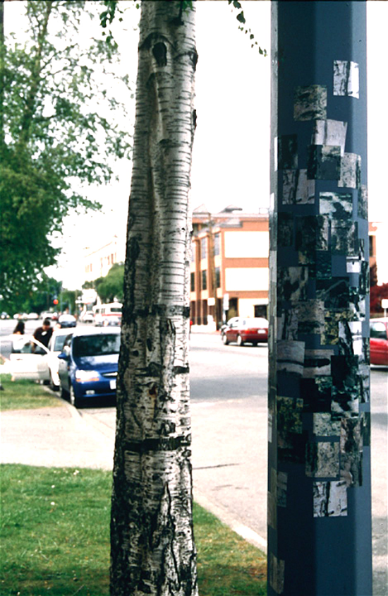 Trees next to picture of trees (1-2)