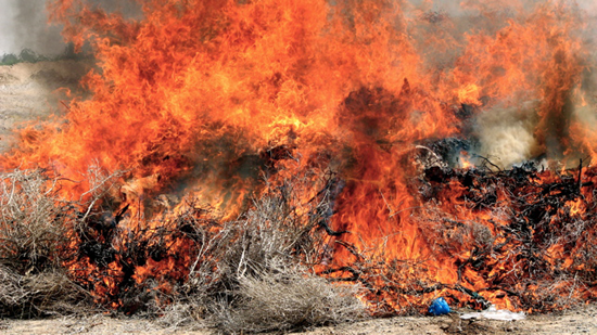 A burning bush of opium.