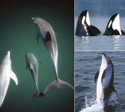 Composite photo of orcas and dolphins.