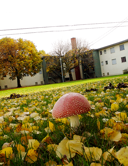 Mushroom
