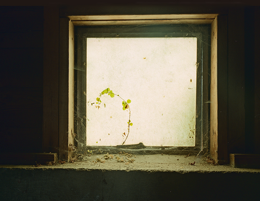 Basement Window